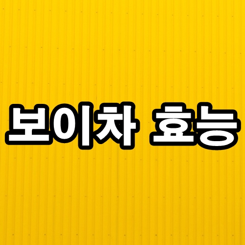  보이차 효능 제대로 알고 먹자