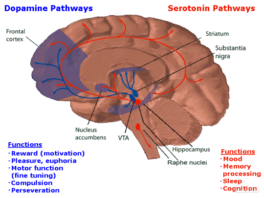 세로토닌 신경계