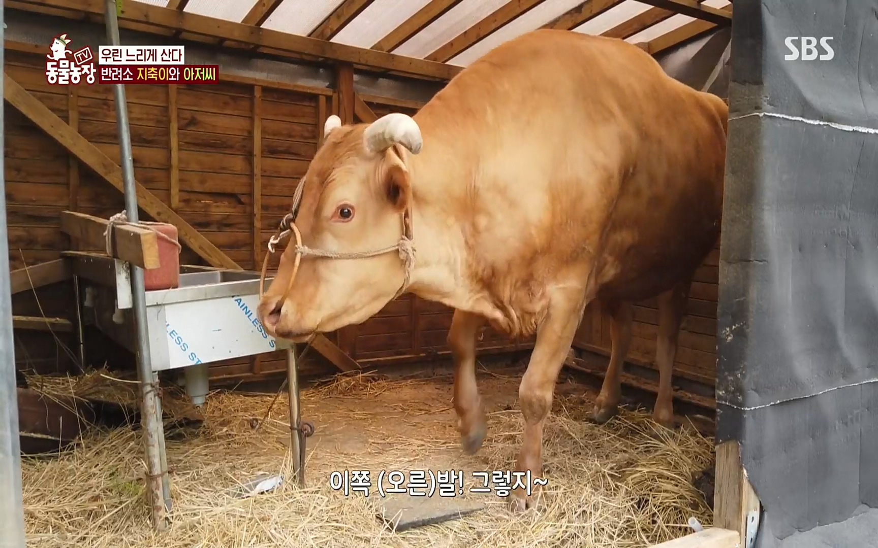 TV 동물농장.E1074.220619p.H264-F1RST.mp4_20220619_181442.280.jpg