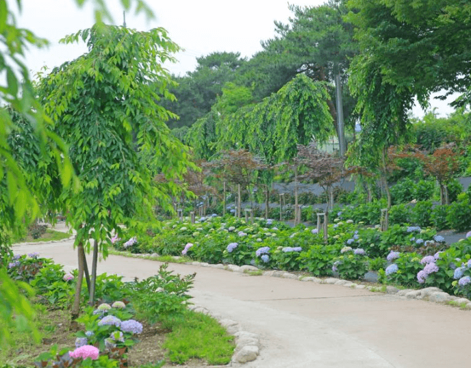 공주 유구 수국축제 주차장 맛집 입장료