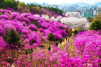 5월 수도권 꽃구경 꽃축제 10선_16