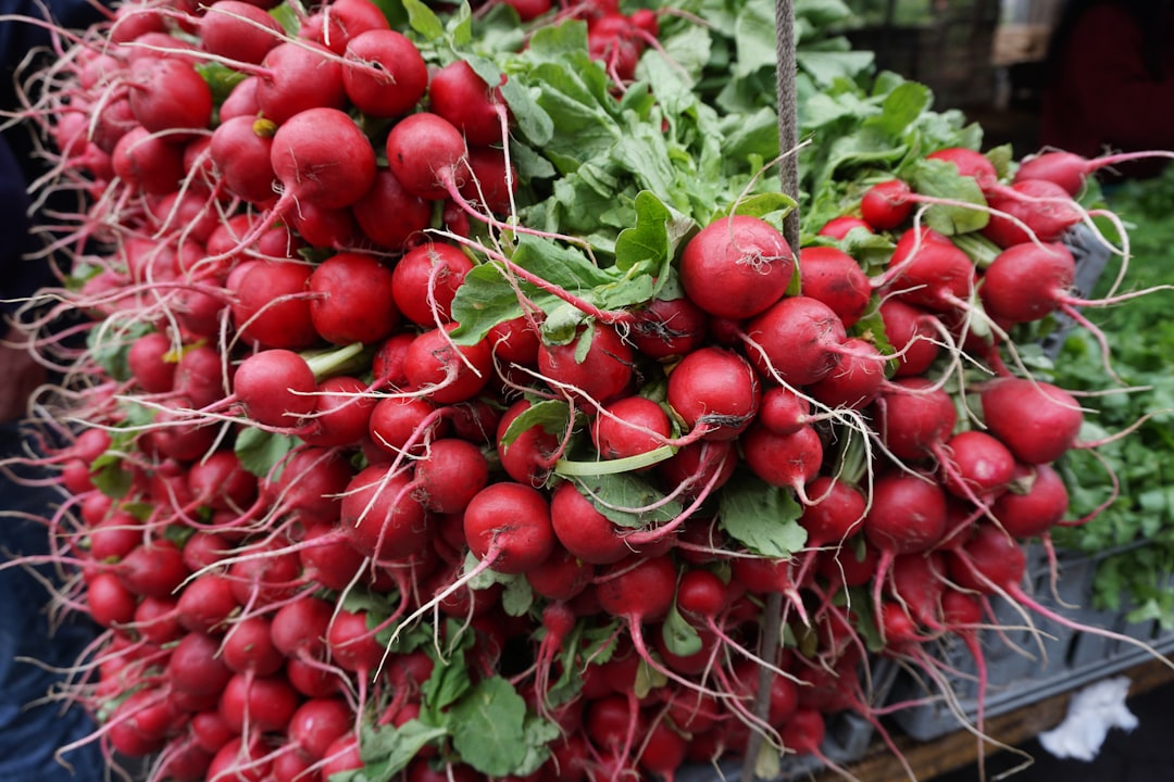 Radish