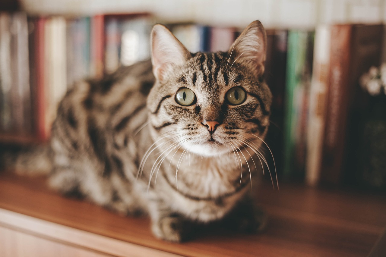 cat-1-3