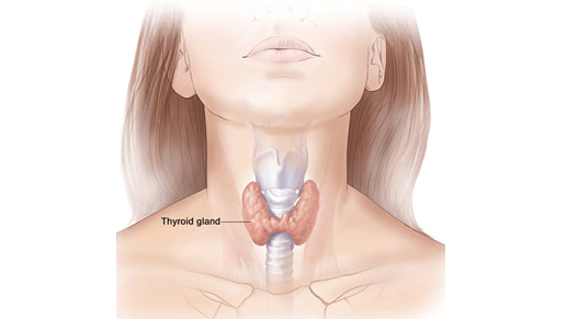 여성의-갑상선-사진
