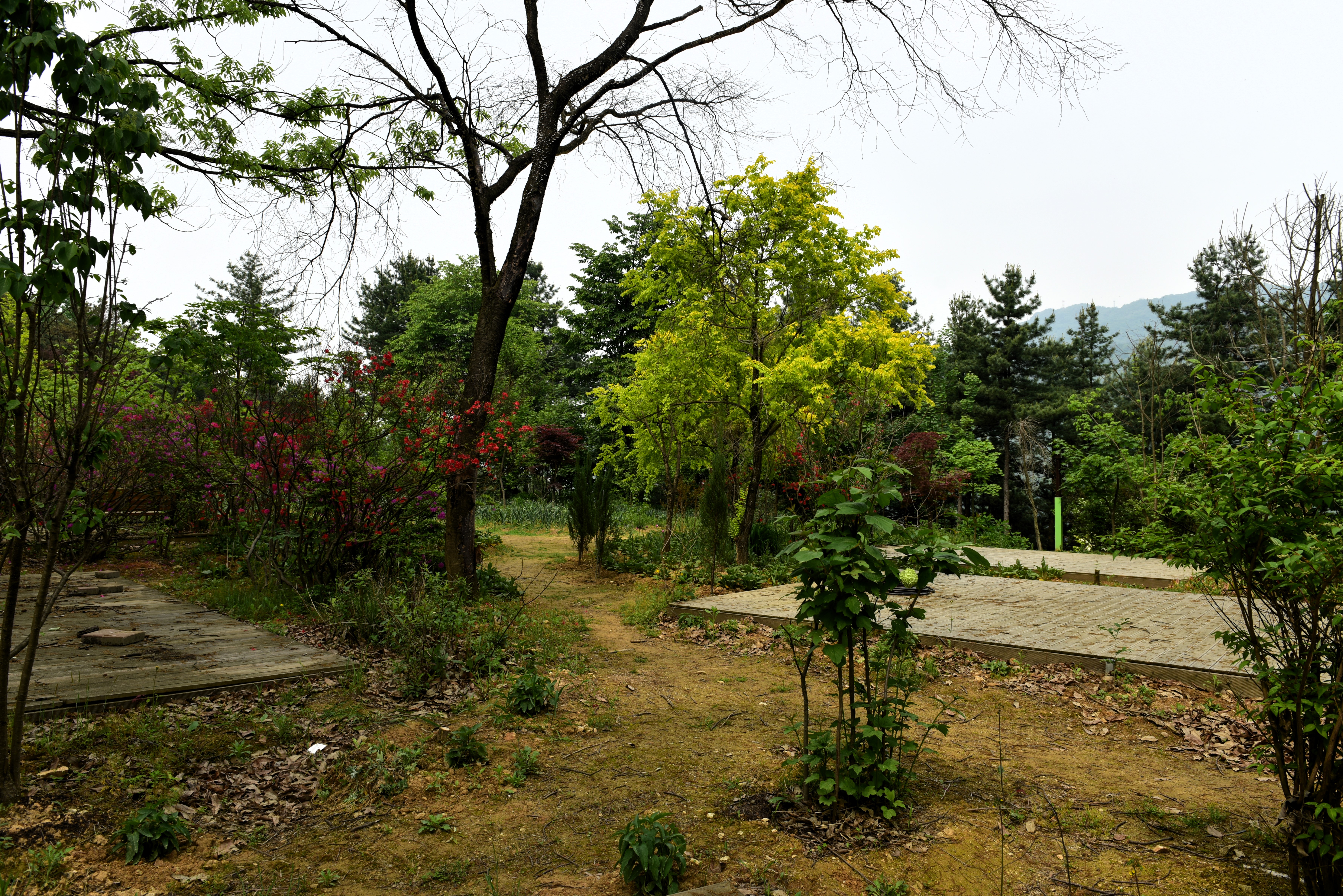 화수목 이미지