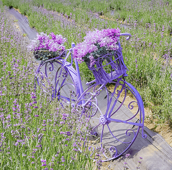 보라색 꽃을 바구니에 넣은 보라색 자전거가 라벤더 밭 사이에 서있다