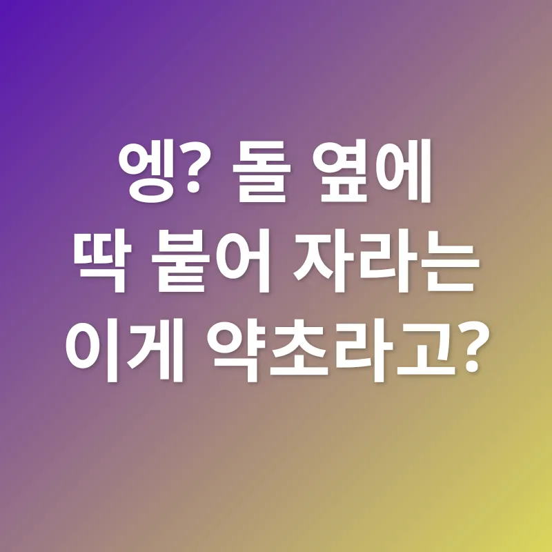 약초의 효능_1