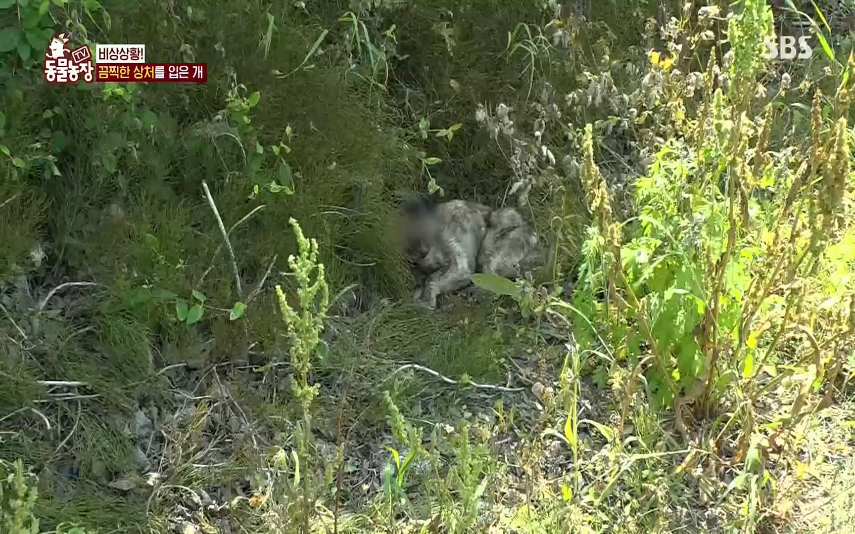TV 동물농장.E1077.220710p.H264-F1RST.mp4_20220710_175434.463.jpg