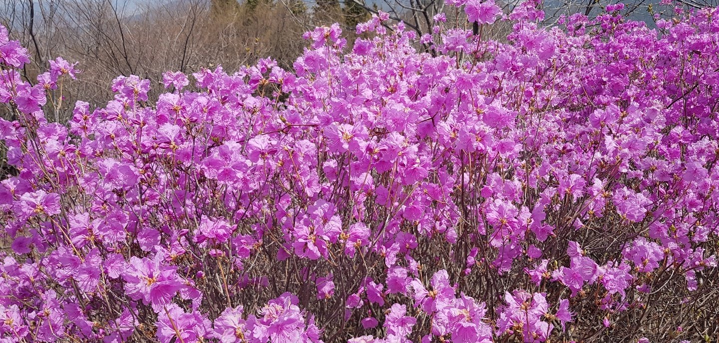 거제 망산 진달래