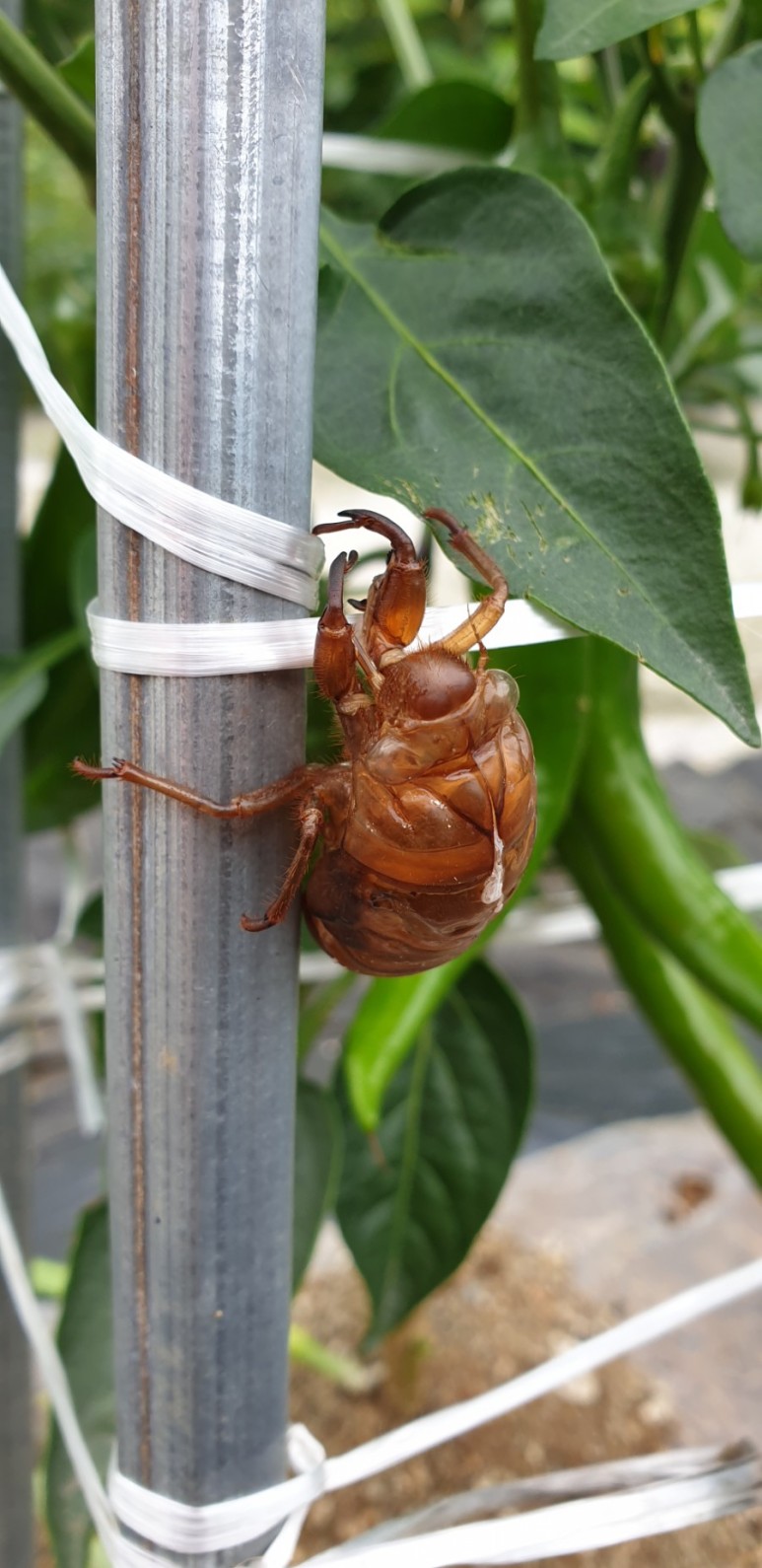 고추 ...모두싹 살포 물에 잠긴 8