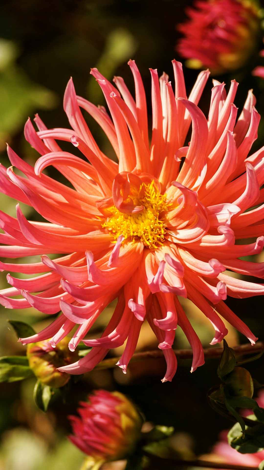 Dahlia Flower iPhone Wallpaper