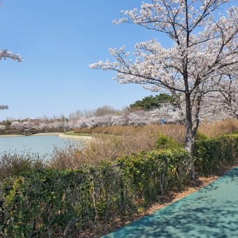 벚꽃 명소