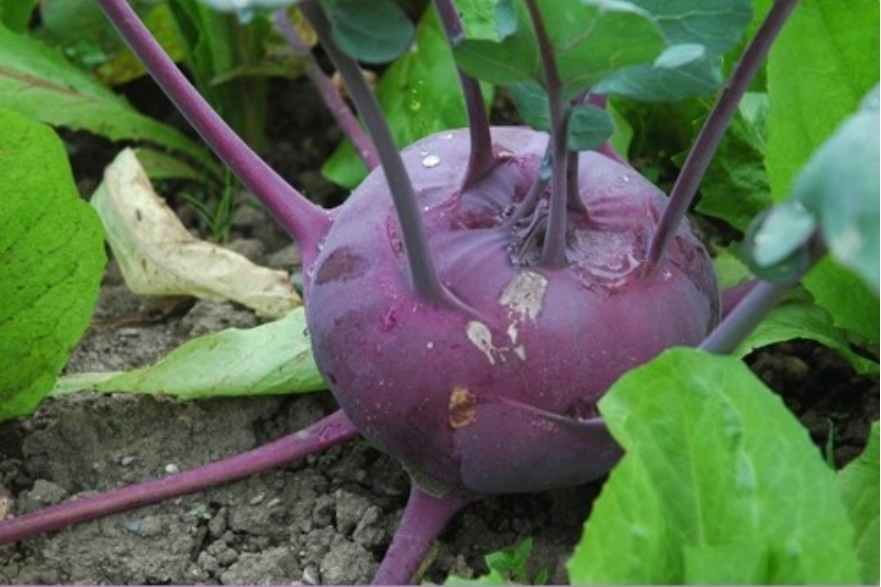  콜라비 효능 및 먹는 법과 보관 방법