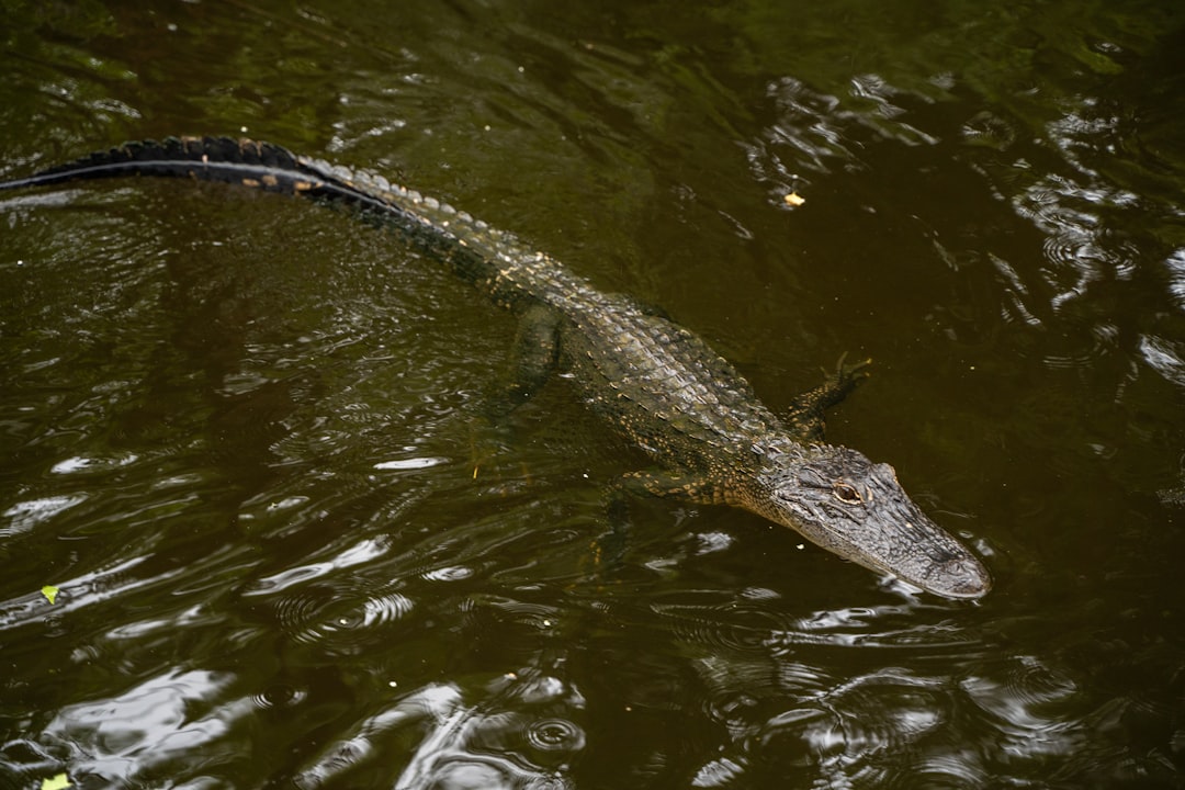 Cajun