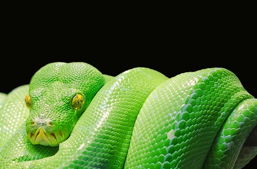 녹색뱀