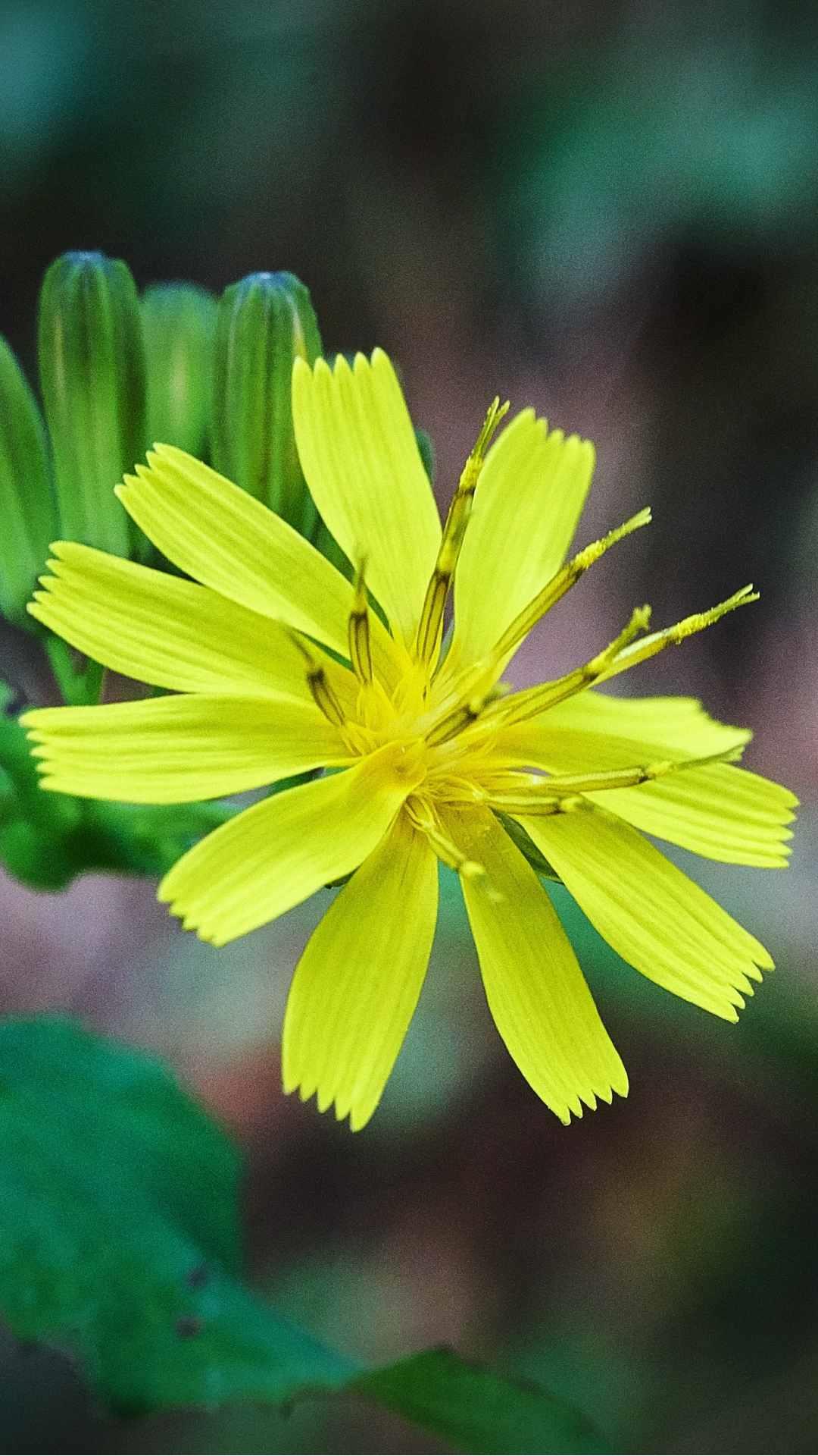 Chrysanthemum Flower iPhone Wallpaper