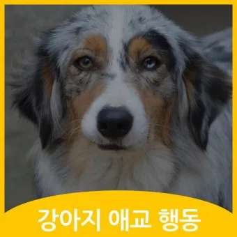 강아지 행동별 특징 의미 강아지 신호 해석 방법_19