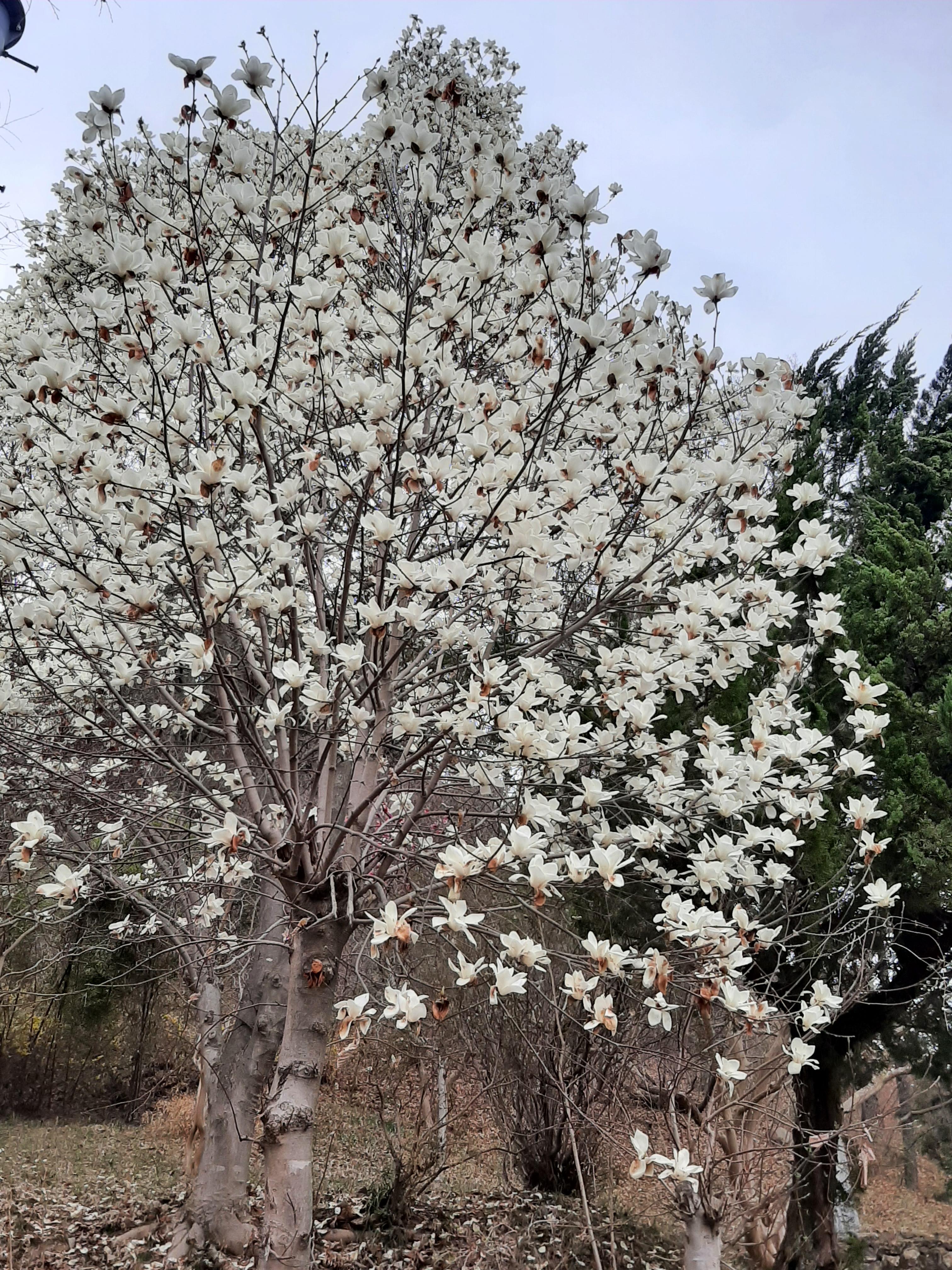봄꽃 목련과 벚꽃이 한창입니다 / 꽃길만 걸으면 (03/23/22) 32