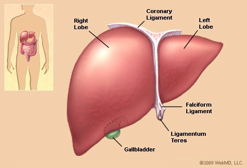  우리 몸의 재생 능력 why can some organs regenerate while others can’t?