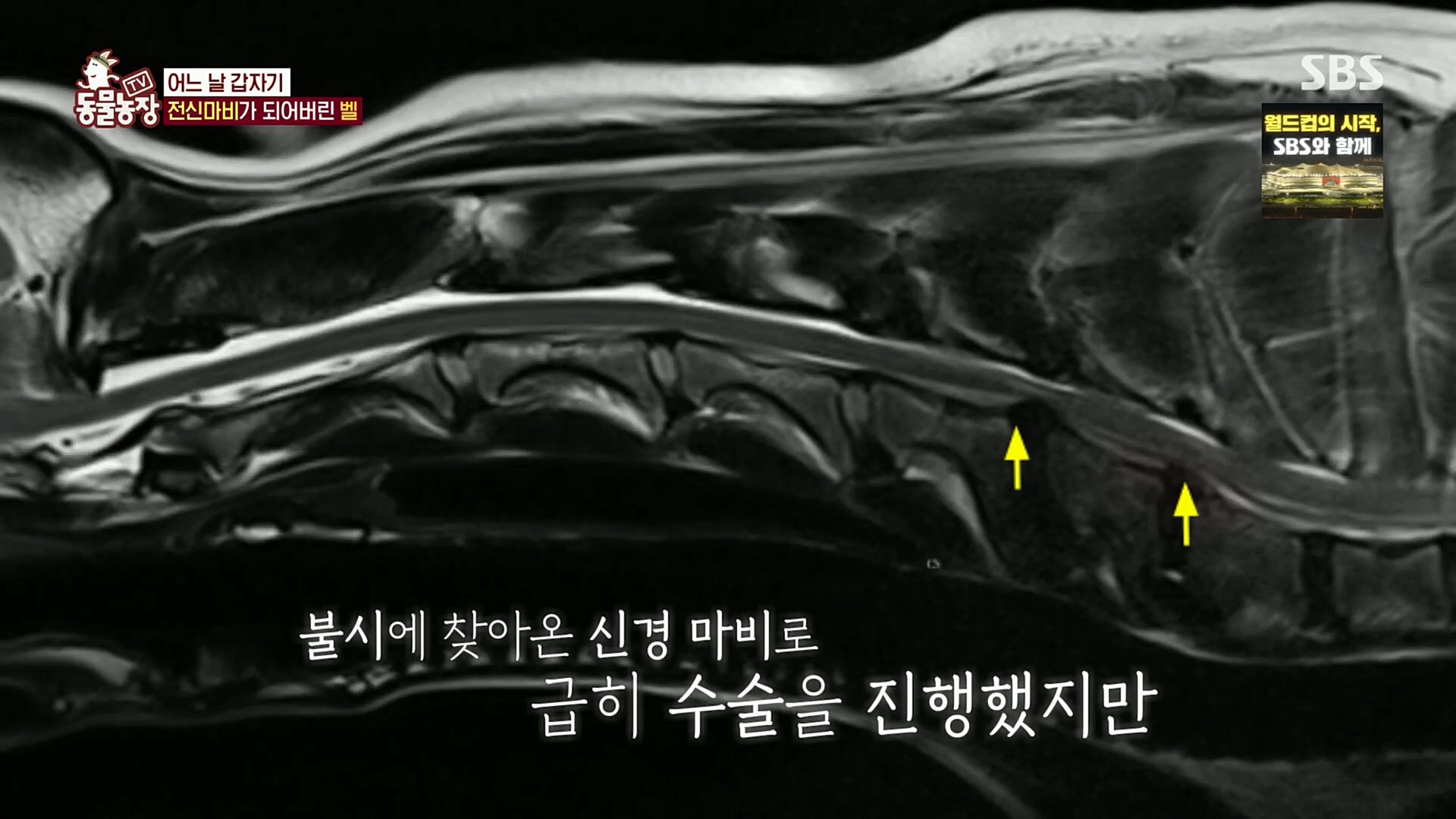 TV 동물농장.E1096.221120p.H264-F1RST.mp4_20221120_193728.354.jpg