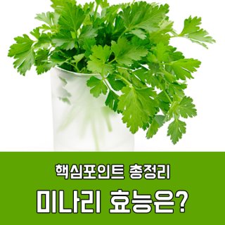 미나리 이미지