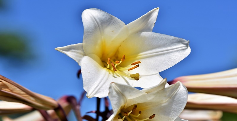 활짝 핀 하얀 백합꽃 한송이