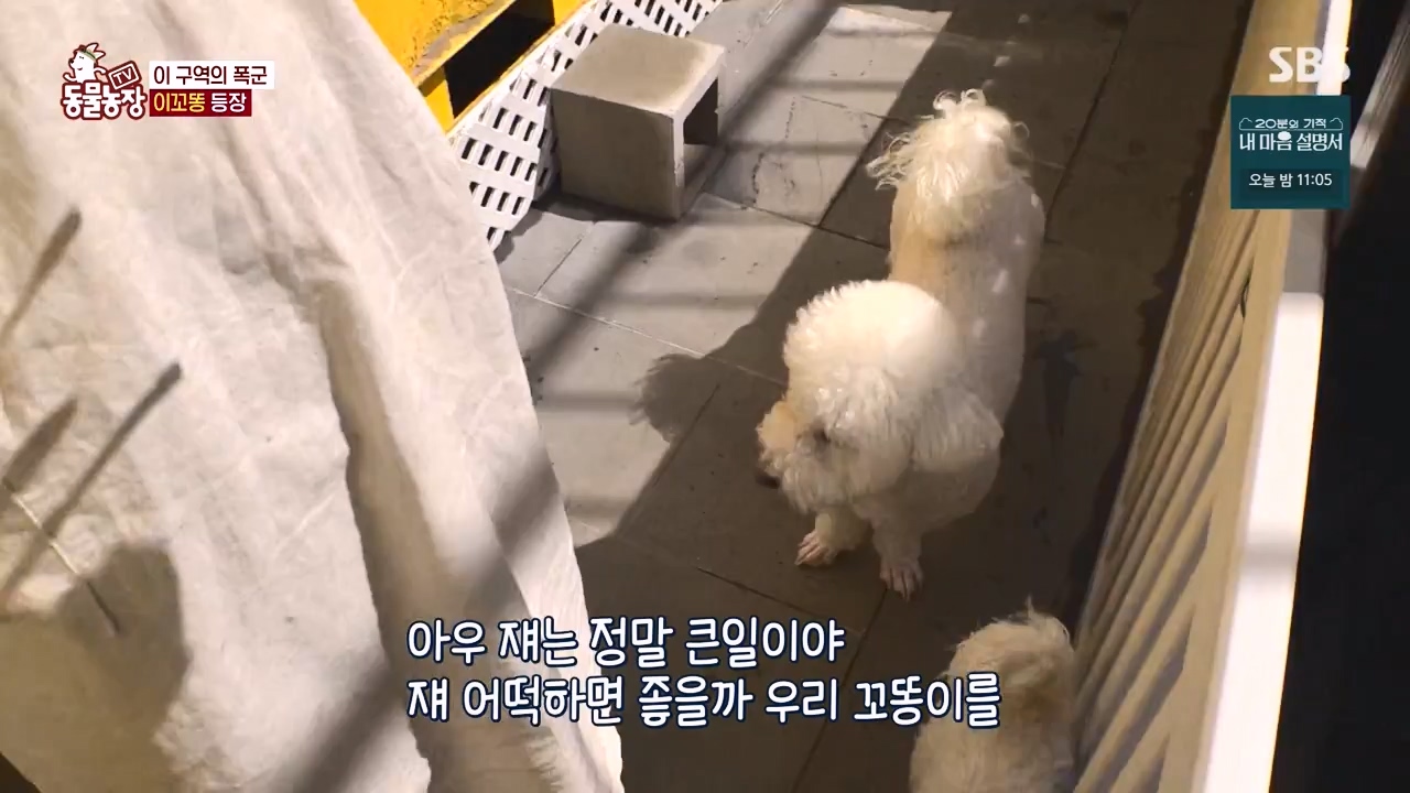 TV 동물농장.E1172.240520p-NEXT.mp4_20240519_165234.009.jpg