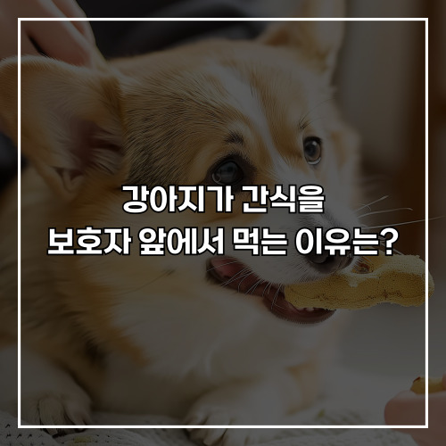 강아지가 간식을 보호자 앞에서 먹는 이유는?