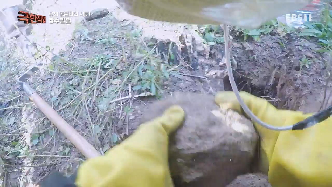 TV - 교육의 중심 EBS유해 동물과의 사투! 등검은말벌, 야생 멧돼지 퇴치.mp4_20221129_195008.371.jpg