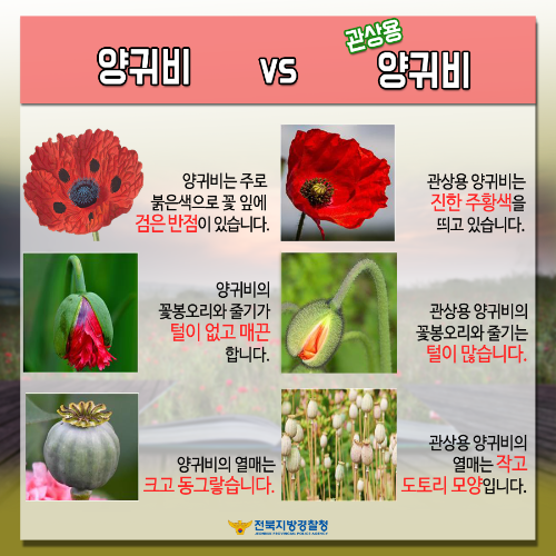 관상용 마약용 양귀비 구별법