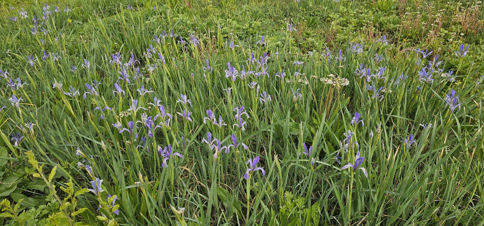 해변에서 본 아이리스 꽃 1