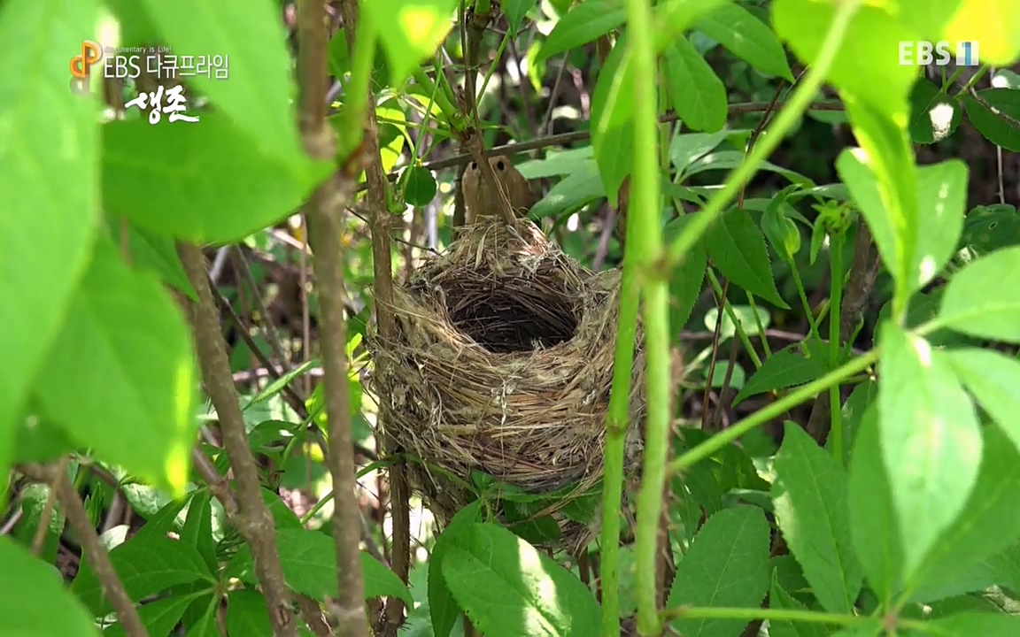 생존 3부_ EBS 다큐프라임_ 220629.avi_20220701_203544.734.jpg