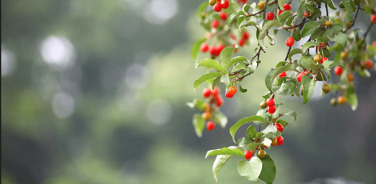 보리수 열매 사진 - 6