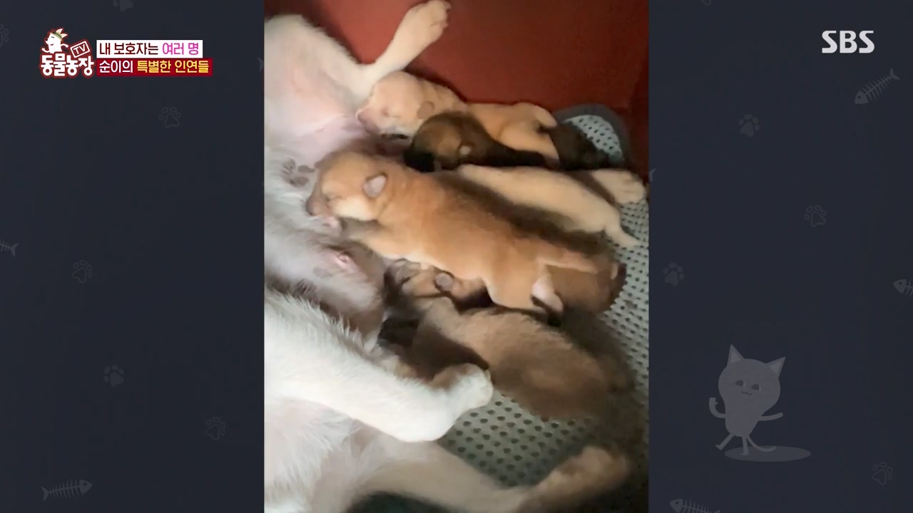 TV 동물농장.E1143.231030p-NEXT.mp4_20231029_162406.169.jpg