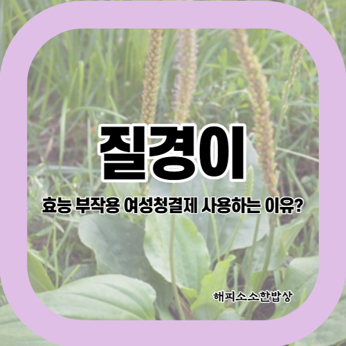  질경이 효능 부작용과 여성청결제로 쓰이는 이유?