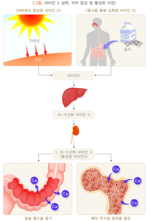 비타민 D 의 활성화 과정