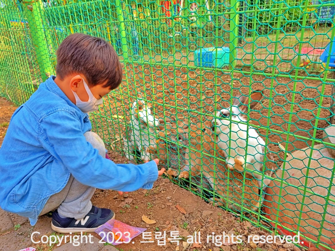 연주색 철조망에 세마리 토끼가 있고 아이가 보고있다.