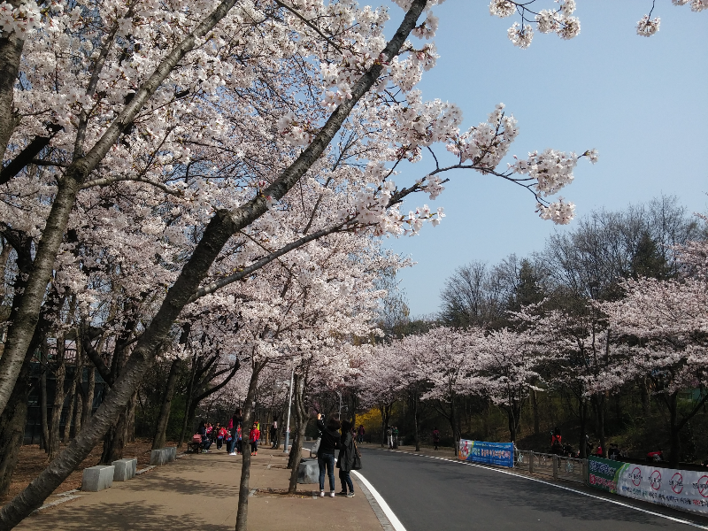 벚꽃 개화시기 축제