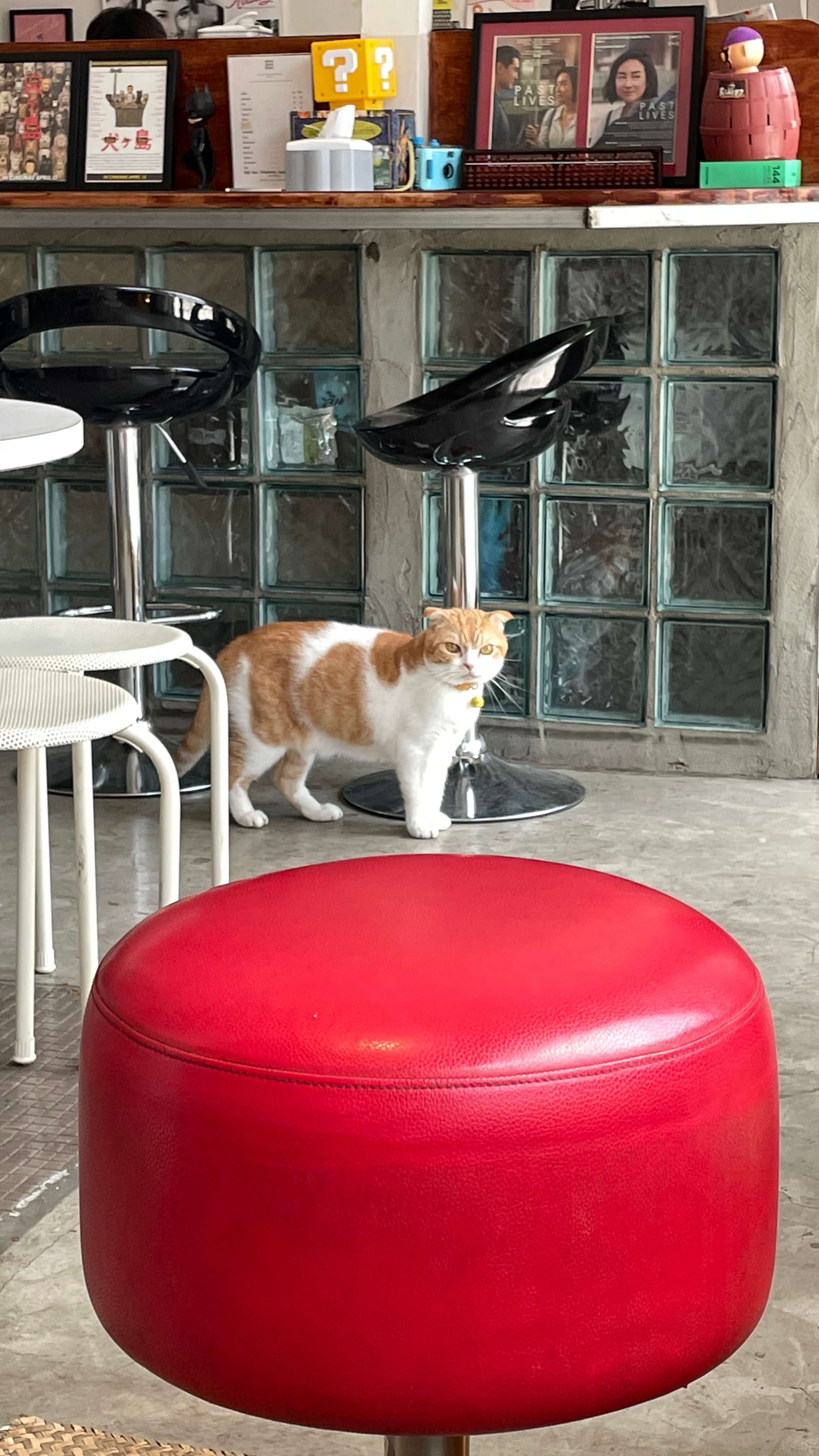 치앙마이 카페 고양이