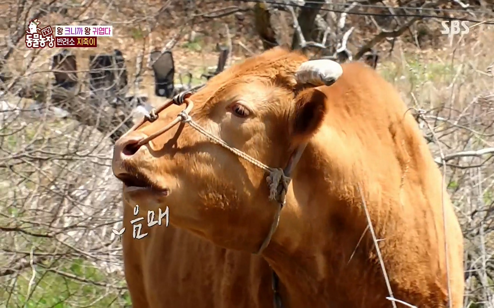 TV 동물농장.E1074.220619p.H264-F1RST.mp4_20220619_181019.966.jpg