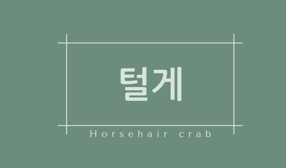 털게(Horsehair crab)