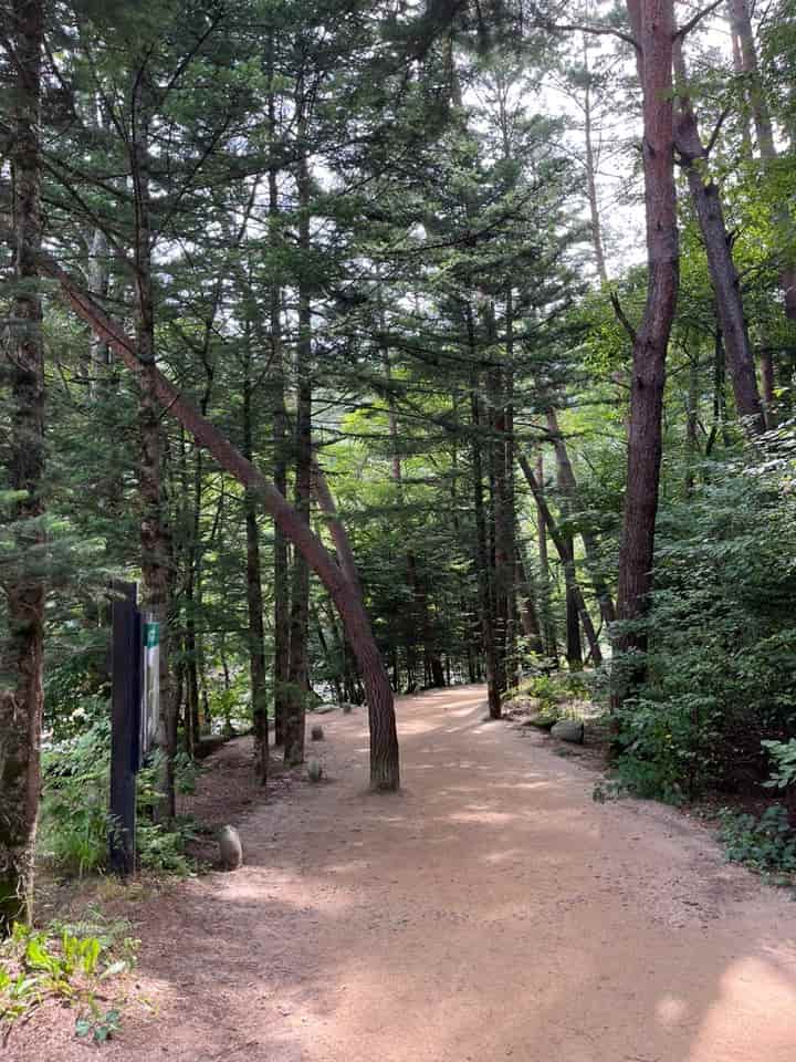 월정사 전나무 숲길 유모차