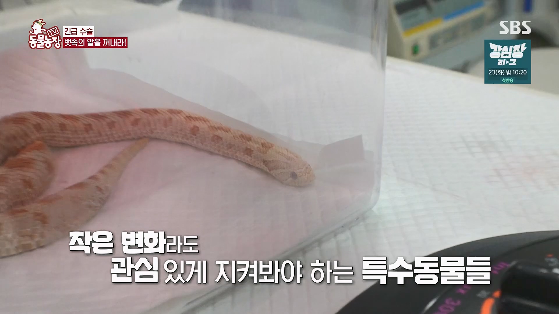 TV 동물농장.E1120.230514p.H264-F1RST.mp4_20230515_203536.400.jpg