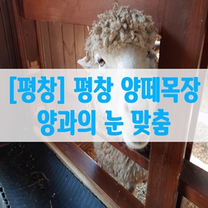  [평창] 평창 양떼목장 양과의 눈 맞춤