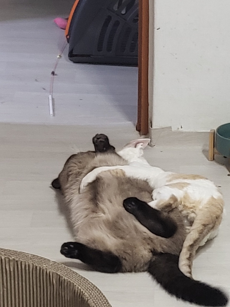 고양이 소변 실수 배변 실수 재교육하는 법 고양이 소변 실수 배변 실수 재교육하는 법