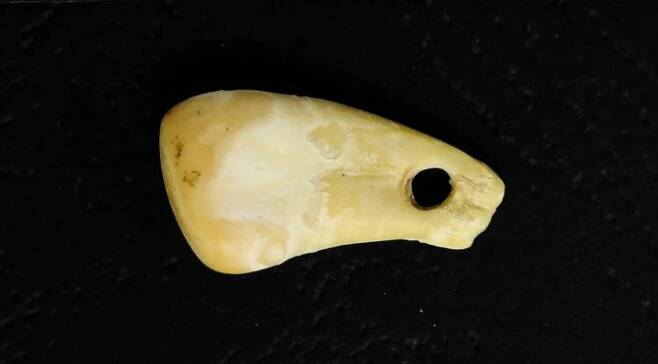 고대 여성 DNA가 담긴 사슴 이빨 펜던트./독일 막스 플랑크 진화인류학연구소
