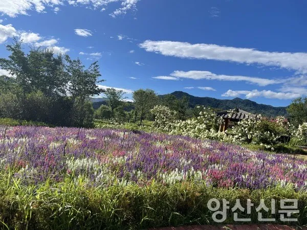거창 창포원 노랑꽃창포 만개 시기와 관람 포인트_4