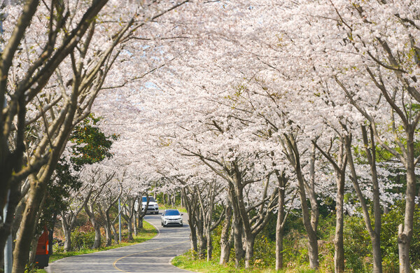 제주도민이 선택한 제주도 벚꽃 명소 베스트5 5