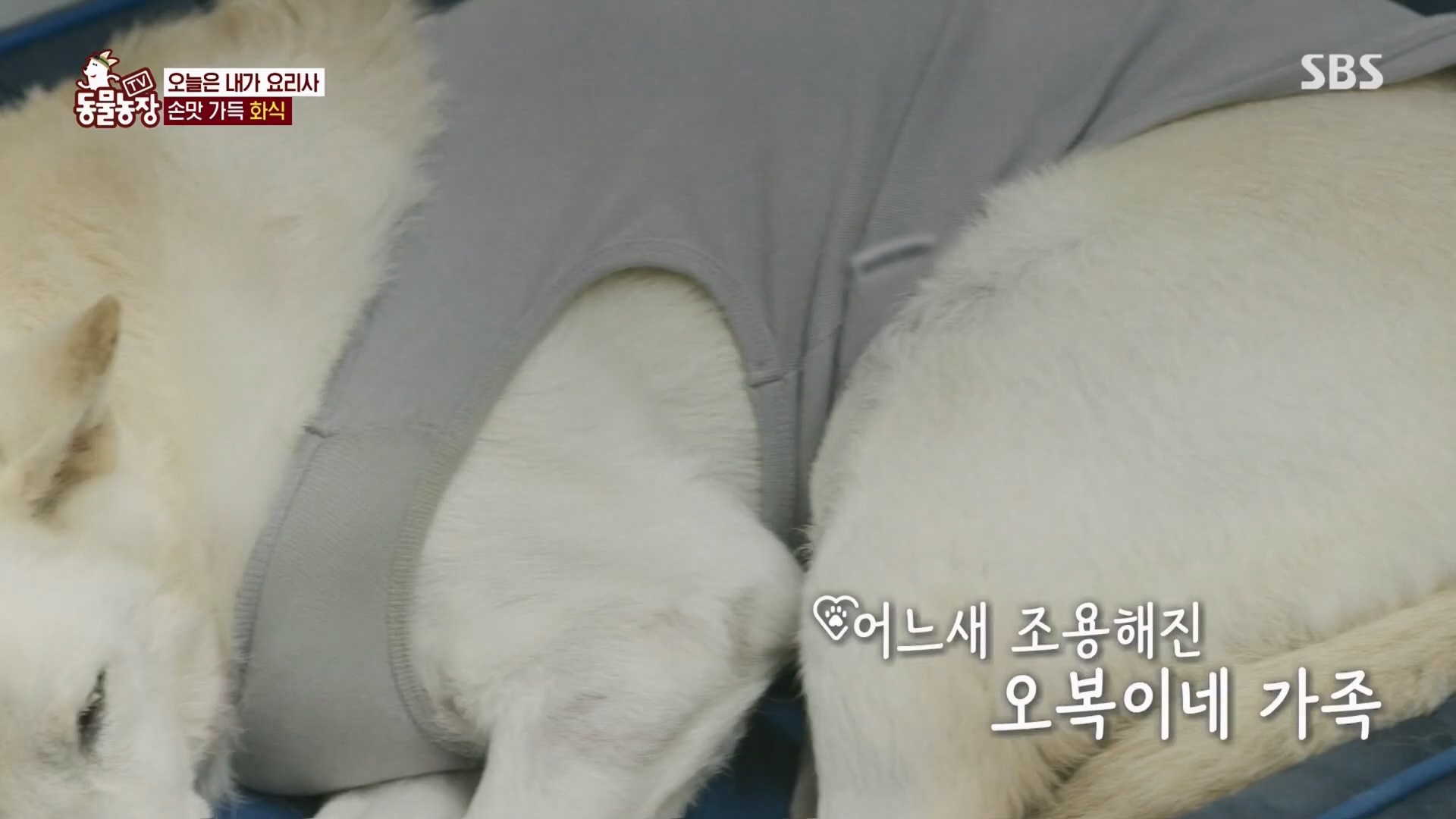 TV 동물농장.E1148.231203p.H264-F1RST.mp4_20231203_181442.916.jpg