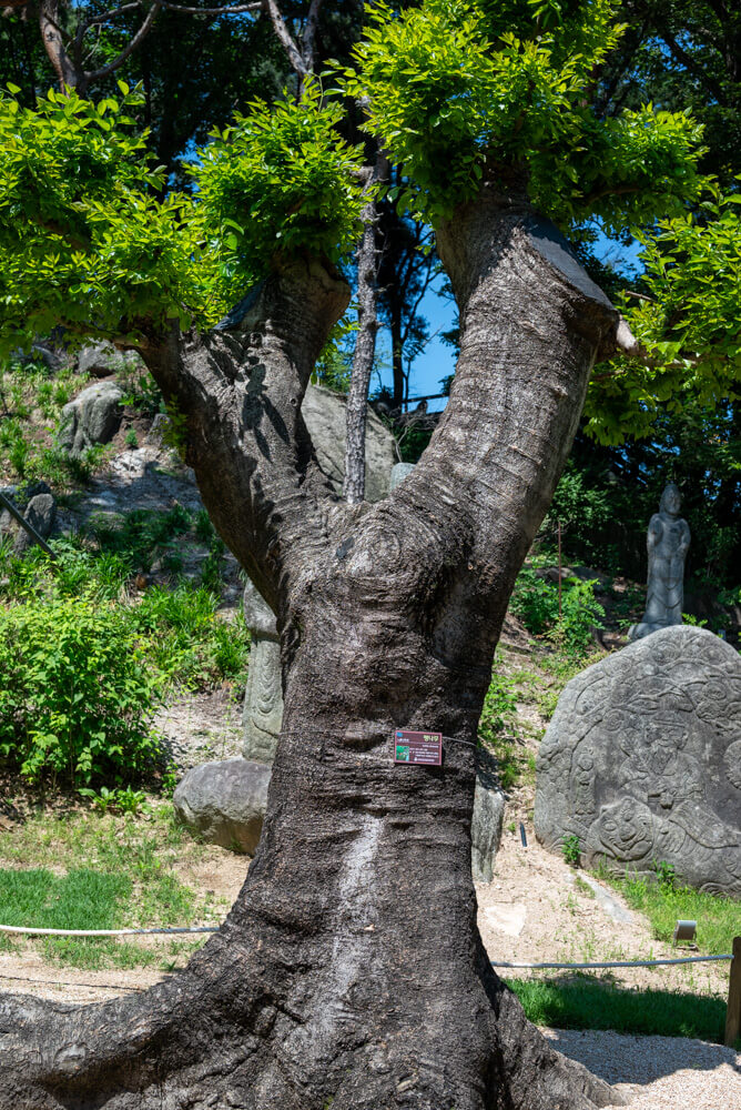 성북동 가볼만한 곳 우리옛돌박물관 팽나무